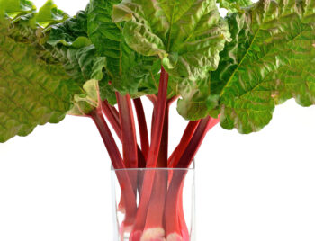 red rhubarb resize 350x268 1